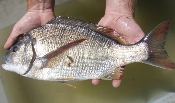 Black bream on track
